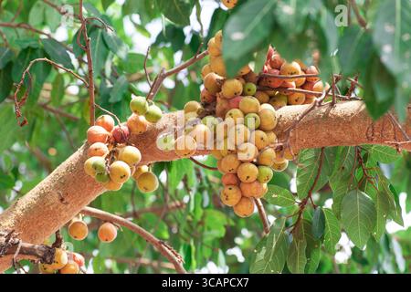 Fruit de la figue, Ficus racemosa, figue sur la nature de l'arbre, figue fruit de la forêt, figue rouge et vert fruits thaïlandais, grappes de figues mûres sur l'arbre Banque D'Images