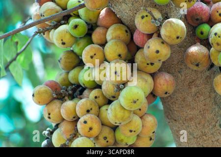 Fruit de la figue, Ficus racemosa, figue sur la nature de l'arbre, figue fruit de la forêt, figue rouge et vert fruits thaïlandais, grappes de figues mûres sur l'arbre Banque D'Images