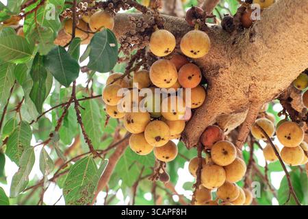 Fruit de la figue, Ficus racemosa, figue sur la nature de l'arbre, figue fruit de la forêt, figue rouge et vert fruits thaïlandais, grappes de figues mûres sur l'arbre Banque D'Images