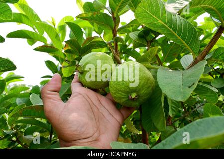 Fruit de goyave frais avec feuille verte sur l'arbre Banque D'Images