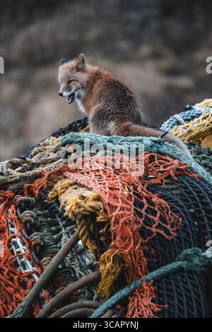 Vue d'un renard perché au sommet d'une pile colorée de filets de pêche, sa fourrure contraste fortement avec les cordes altérées, à Unalaska, Alaska, États-Unis. Banque D'Images