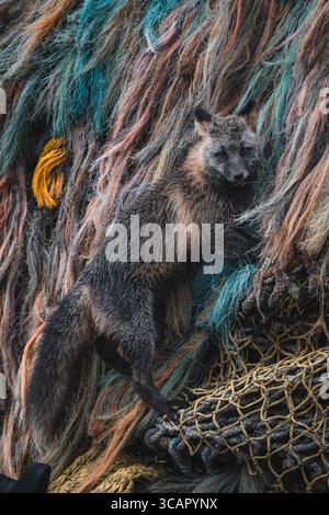 Vue d'un renard foncé avec une queue touffue au milieu d'un enchevêtrement vibrant de filets de pêche altérés, créant un contraste saisissant entre nature sauvage et industrie humaine Banque D'Images