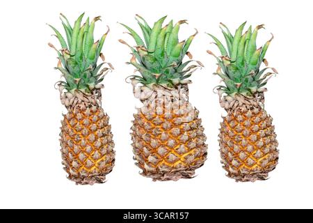 Ananas ( ananas comosus ) isolé sur fond blanc . Chemin de coupe d'ananas. Banque D'Images