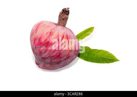 Annona reticulta mûre ou Sweetsop sauvage, pomme crème, fruit médicinal rare ramphal Banque D'Images