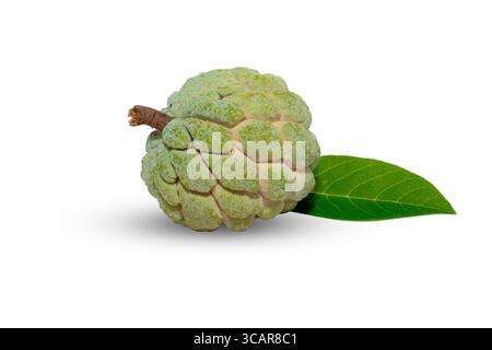 Pomme à sucre ou pomme crème ( annona squamosa ) feuille verte isolée sur fond blanc, fruit sain Banque D'Images