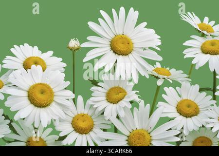 Vraies fleurs de camomilles isolées sur fond vert Banque D'Images