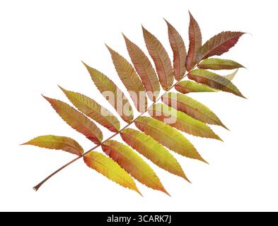 Feuille d'automne parfaite est similaire à plume d'oiseau de paradis. Isolated on white studio shot Banque D'Images