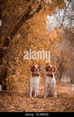 Les chiens d'épagneul de Bretagne sont assis sur les feuilles d'automne dans la forêt portant des noeuds papillon décoratifs. Banque D'Images