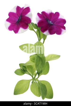 Le pétunia à fleurs blanches rouges fleurit au printemps sur un lit de jardin. Isolé sur une photo macro studio blanche Banque D'Images