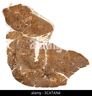Détail microscopique de la coupe transversale du pancréas d'un rat Banque D'Images