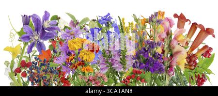 L'été août les feuilles et les fleurs de ligne de frontière macro . Isolé sur collage studio blanc Banque D'Images