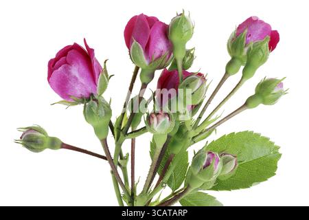 Les petites roses roses bourgeons sur des brindilles coupantes. Isolé sur macro blanche Banque D'Images