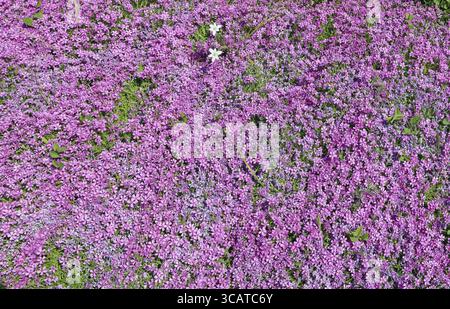 Des milliers de fleurs roses de la fleur d'oeillet alpin sur une clairière forestière solar spring, vue du dessus nature background Banque D'Images