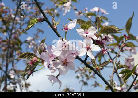 Japanese Cherry Blossoms - saura sur fond de ciel. Selective focus Banque D'Images