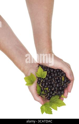L'ouvrier rural tient les mains du tas de groseille noire européenne mûre. Concept de collage isolé Banque D'Images