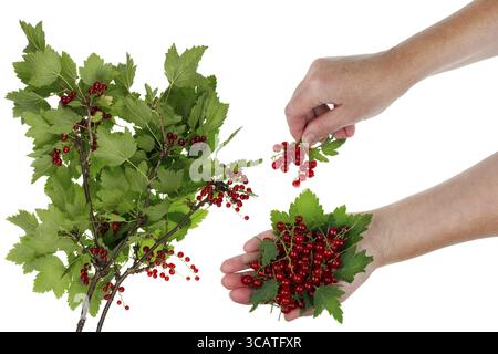 Le travailleur rural récolte une récolte de baies de cassis rouges mûres dans un buisson. Concept de collage isolé Banque D'Images