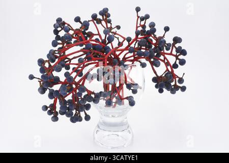 Baies rouges vives de raisins aigres sauvages. Les raisins mûrissent en automne. Les baies ne sont pas comestibles Banque D'Images