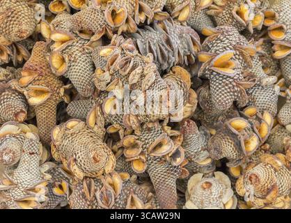 Fond plein cadre montrant beaucoup de cônes Banskia en gros plan Banque D'Images