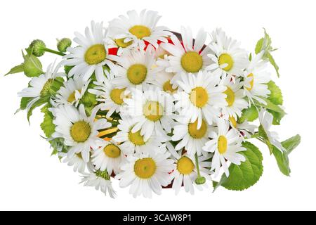 Bouquet minimaliste numéro 20 - marguerites blanches camomille fleurs macro dans un vase en verre rouge isolé. Vue de dessus Banque D'Images