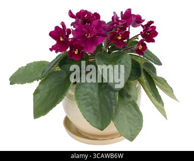 De rares fleurs violettes violet intérieur-- en pot en céramique. Isolé Banque D'Images