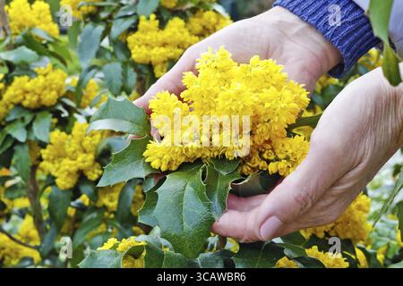 Une femme âgée tient doucement en main une première fleur de plante de houx jaune printanier. Tir en extérieur ensoleillé le jour d'avril Banque D'Images