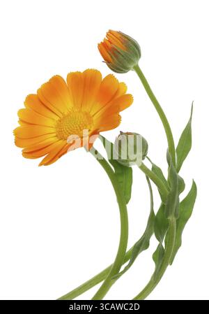 Couleur orange courbe été juin calendula marguerites fleurissent et bourgeons. Isolé sur photo studio macro blanche Banque D'Images