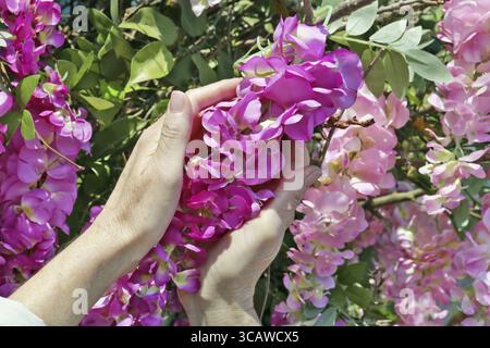 Une femme âgée tient doucement dans la main une fleur d'arbre d'acacia rose printemps en plastique. Journée ensoleillée en plein air en gros plan Banque D'Images