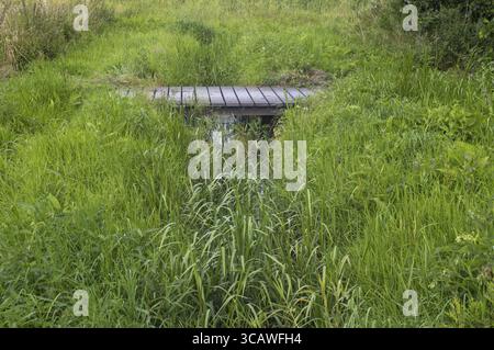 Petit pont en bois traversant un ruisseau presque caché par l'herbe verte luxuriante dans un pré paisible Banque D'Images