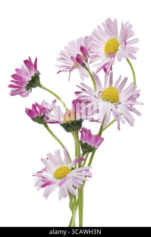 Un petit bouquet de fleurs tendres de marguerites sauvages roses printanières. Isolé sur blanc studio macro Banque D'Images