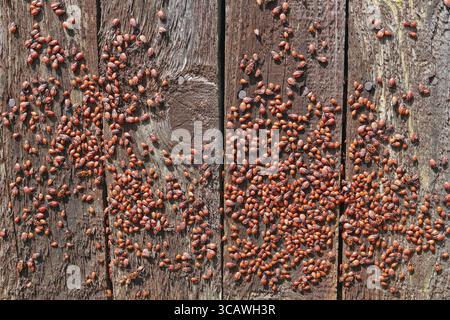 Un millier de red bugs (populairement appelé le bug du soldat) sont sous le soleil de l'été sur le sol en bois de clôture. Collage à partir de plusieurs panoramique piscine cl Banque D'Images