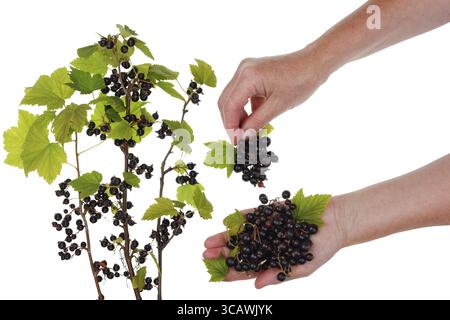 Le travailleur rural récolte une récolte de groseille noire européenne mûre dans un buisson. Concept de collage isolé Banque D'Images