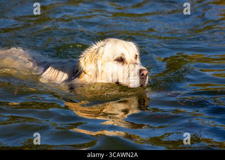 Vue latérale rapprochée d'un chien labrador retriever nageant Banque D'Images