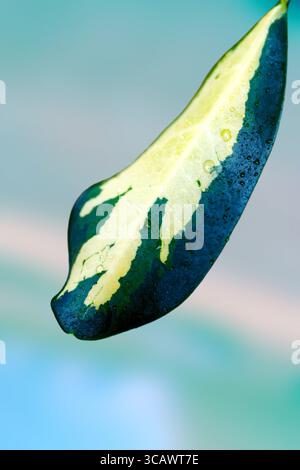 Gros plan d'une feuille de Schefflera panachée jaune-vert avec des gouttelettes d'eau douce. Placée sur un fond vert-bleu, la feuille brille de texture, co Banque D'Images