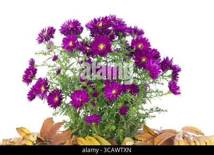 Petit buisson de chrysanthèmes violets parmi les feuilles d'automne tombées isolées Banque D'Images