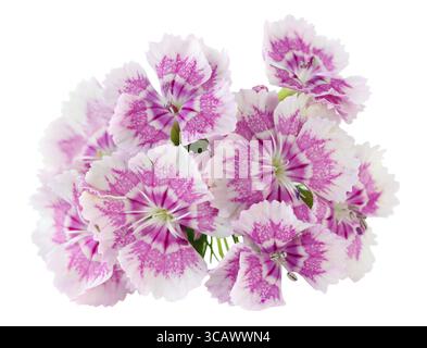 Oeillets d'été dépouillés roses fleurs macro isolé Banque D'Images