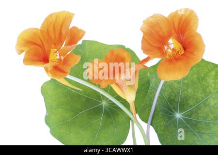 Fleurs orangées de nasturtium macro isolées sur blanc Banque D'Images