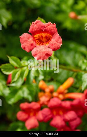 Terific Campsis x Tagliabuana 'Madame Galen'. Naturel gros plan portrait de plante fleurie fleuri avec un peu de feuillage. soulagés, intrigants, absorbants, audacieux Banque D'Images