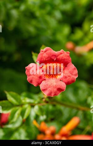 Terific Campsis x Tagliabuana 'Madame Galen'. Naturel gros plan portrait de plante fleurie fleuri avec un peu de feuillage. soulagés, intrigants, absorbants, audacieux Banque D'Images