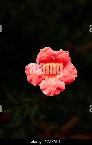 Terific Campsis x Tagliabuana 'Madame Galen'. Naturel gros plan portrait de plante fleurie fleuri avec un peu de feuillage. soulagés, intrigants, absorbants, audacieux Banque D'Images