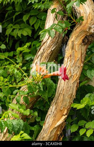 Terific Campsis x Tagliabuana 'Madame Galen'. Naturel gros plan portrait de plante fleurie fleuri avec un peu de feuillage. soulagés, intrigants, absorbants, audacieux Banque D'Images