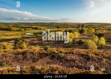 Tadnoll Heath ; Dorset ; Royaume-Uni Banque D'Images