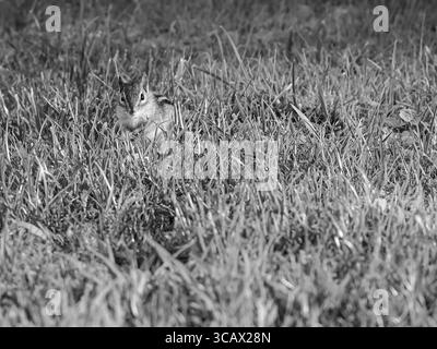 Une photo de la faune en noir et blanc d'un chipmunk assis en alerte dans de hautes herbes, capturée en plein jour à Sandy Hook, New Jersey. Banque D'Images