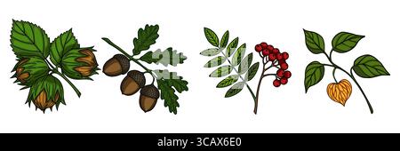 Une bordure d'illustration vectorielle avec un arrangement horizontal de noisettes, glands, baies de rowan et physalis, méticuleusement détaillé avec vibrant Illustration de Vecteur
