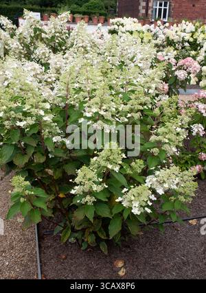 L'Hydrangea paniculata Big Ben Banque D'Images