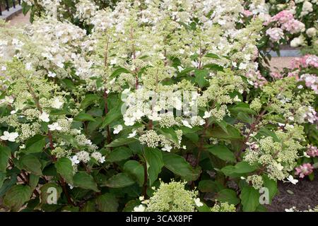 L'Hydrangea paniculata Big Ben Banque D'Images
