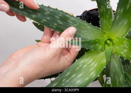 Une personne examine doucement et touche les feuilles vertes et épaisses d'une plante d'aloe vera. L'accent est mis sur l'entretien de la plante, en mettant l'accent sur sa croissance saine dans un cadre intérieur. Banque D'Images