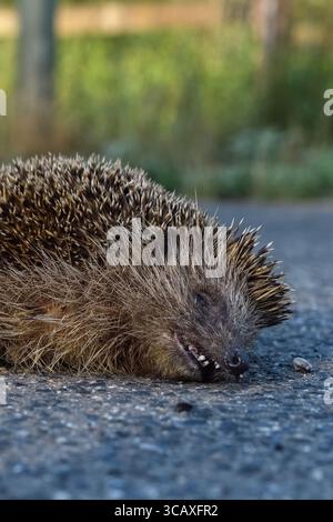 Hérisson / Igel ( Erinaceus europaeus ), mort, écrasé sur la route, abattu sur la route, menacé, écrasé par le trafic routier, la faune, l'Europe. Banque D'Images