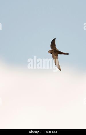 Swift commun (Apus apus) en vol devant un ciel nuageux bleu, faune, Europe. Banque D'Images