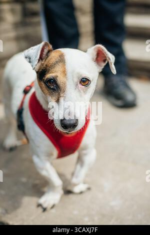 Jack Russell terrier, adulte, debout Banque D'Images