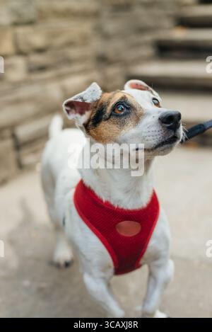 Jack Russell terrier, adulte, debout Banque D'Images